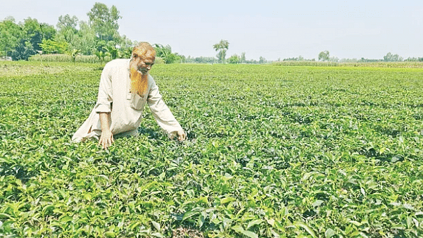 ফাইল ছবি