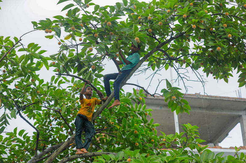 কদম ফুল পাড়তে গাছে উঠেছে শিশুরা।