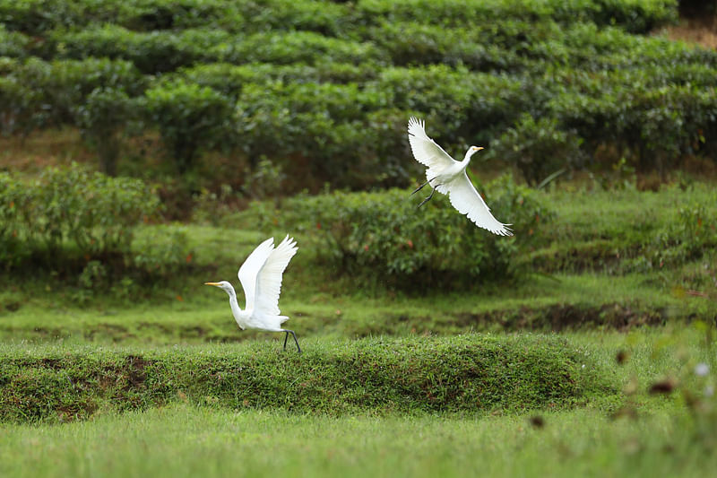  ছবি: আনিস মাহমুদ