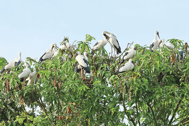 ছবি: শিবলী সাদিক