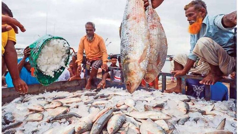 ইলিশের উৎপাদন বাড়াতে সমন্বিত আঞ্চলিক নিষেধাজ্ঞা প্রয়োজন।
