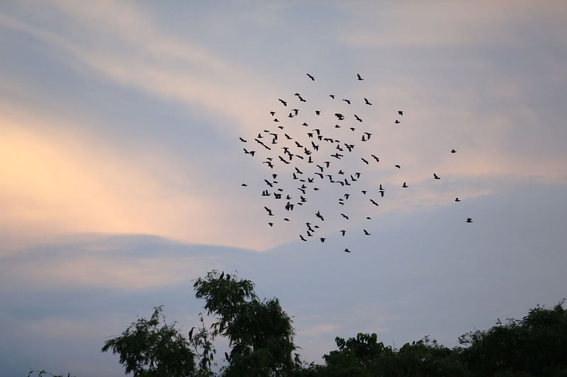 ছবি: প্রথম আলো