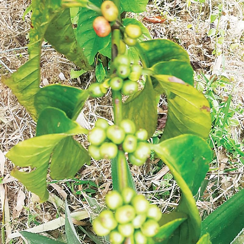 গতকাল সিলেটের গোলাপগঞ্জ উপজেলার
কদমরসুল এলাকায় ।  ছবি: প্রথম আলো
