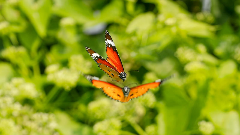 ছবি: সাদ্দাম হোসেন