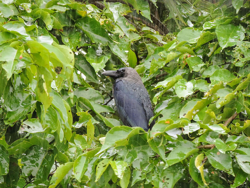 ছবি: সাদিক মৃধা 