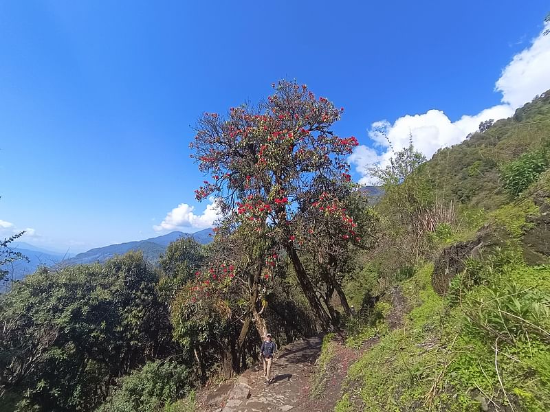 রডোডেনড্রন