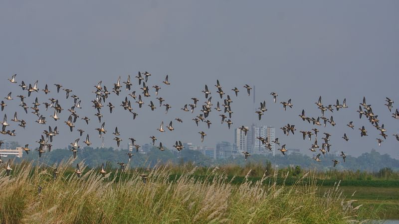 ছবি: হাসান মাহমুদ