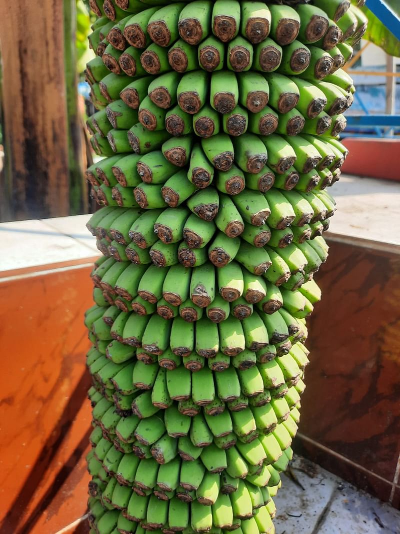 ছড়িতে প্রায় দুই হাজার কলা রয়েছে