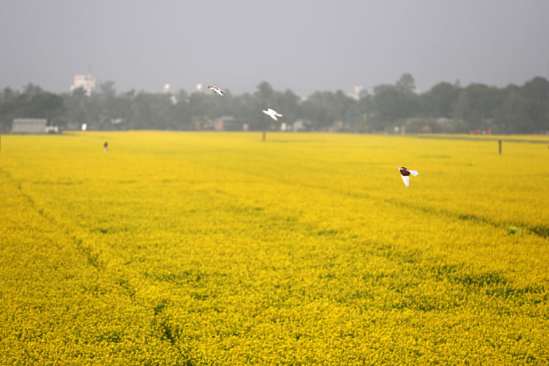  ছবি: হাসান মাহমুদ 