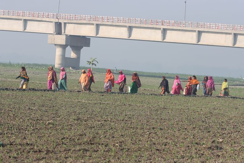 সকালের সোনালি রোদে কাজে ছুটছেন একদল কিষানি।