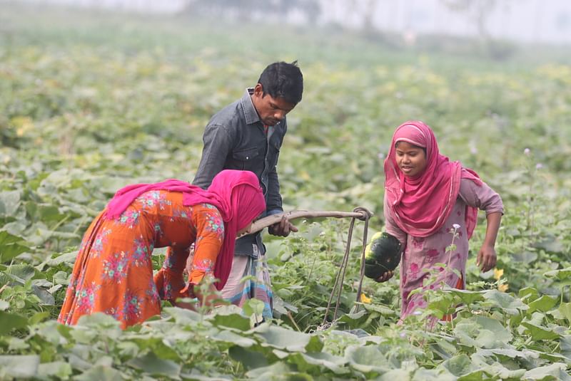 মিষ্টিকুমড়া তুলে কাঁদিতে রাখা হয়েছে।