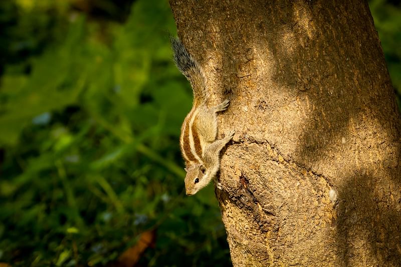 ছবি: সাদ্দাম হোসেন