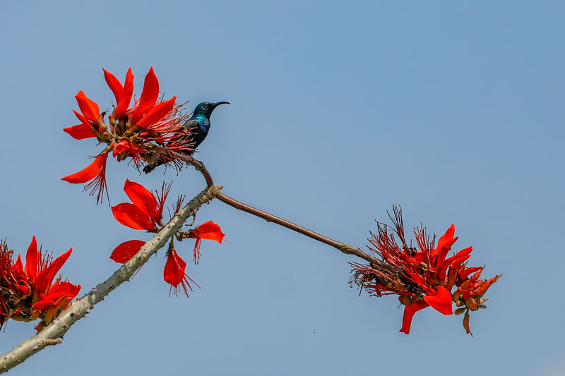  ছবি: সাদ্দাম হোসেন 