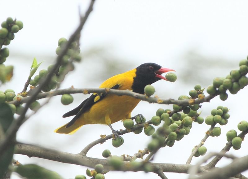 ছবি: সুপ্রিয় চাকমা 