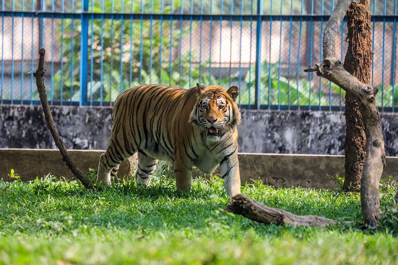 প্রচণ্ড রোদে ছায়া খুঁজছে বাঘটি 