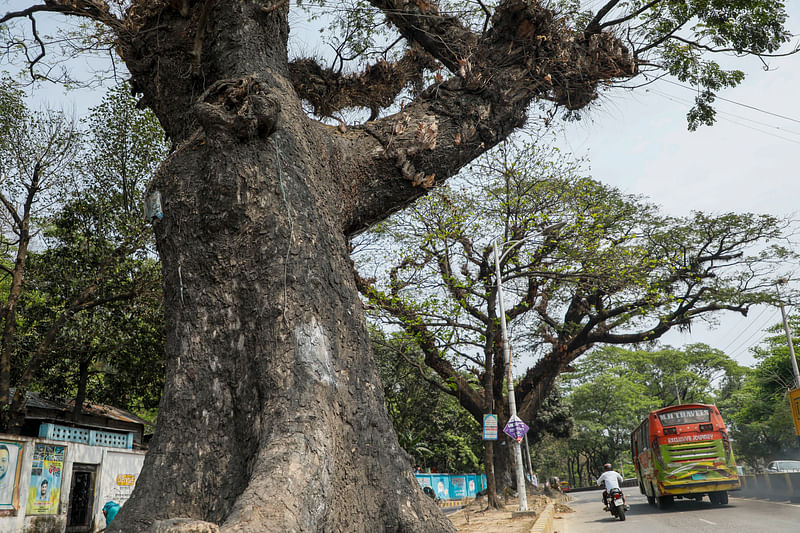 সড়কের পাশে আছে বড় আকারের বেশ কয়েকটি গাছ। 