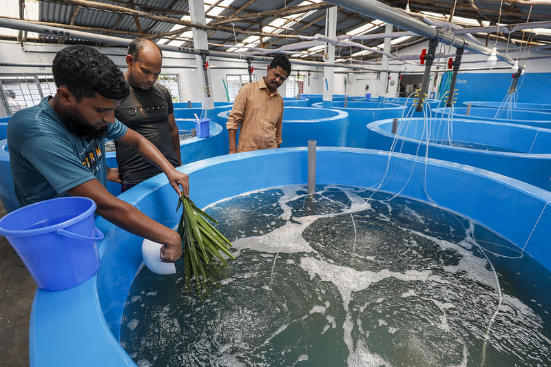 হ্যাচারিতে গলদা চিংড়ির পোনার যত্ন নিচ্ছেন ইয়াছিন ও তাঁর কর্মীরা।