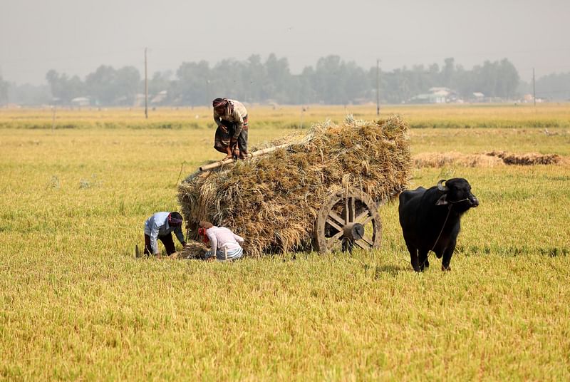 মহিষের গাড়িতে বোরো ধান তুলছেন কৃষকেরা। 