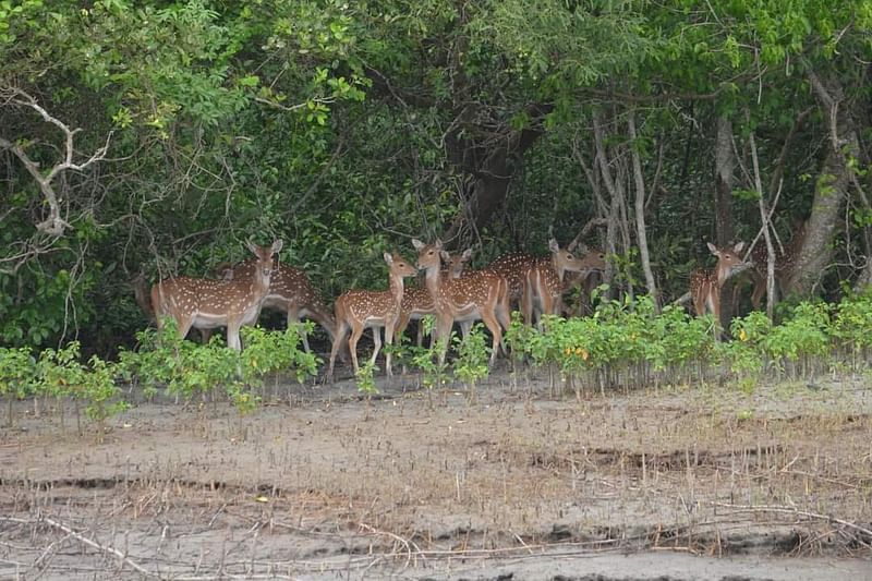নদী তীরে হরিণের পাল। সুন্দরবনের নীলকমল এলাকায়ফাইল ছবি