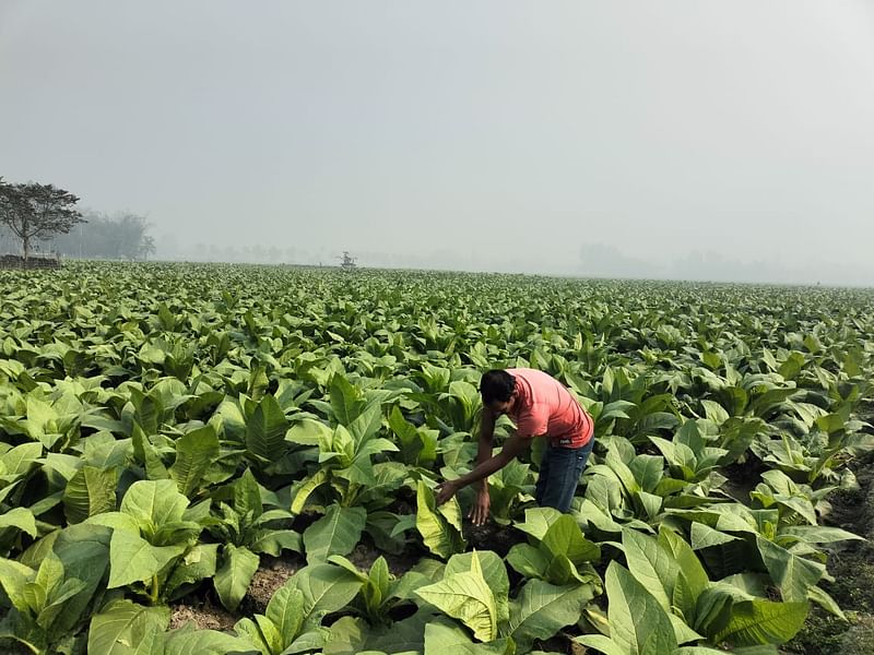 রংপুরের তারাগঞ্জে প্রতি মৌসুমে মাঠের পর মাঠ তামাকের চাষ হয়ফাইল ছবি: প্রথম আলো