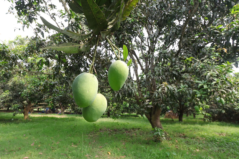 বাগানের গাছে ঝুলছে গুটি আম।