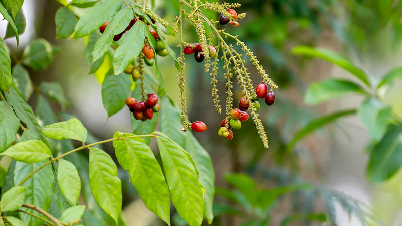 ছবি: সাদ্দাম হোসেন 