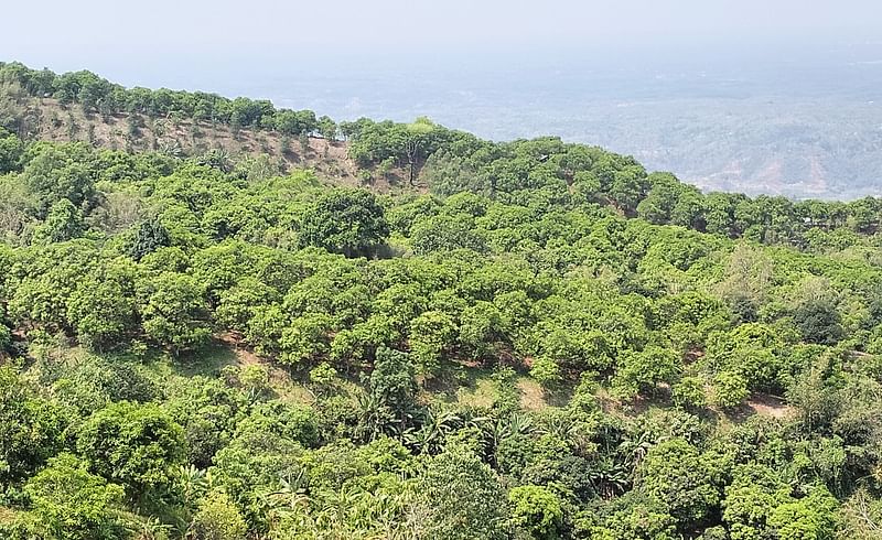 পাহাড়জুড়ে আমের বাগান।