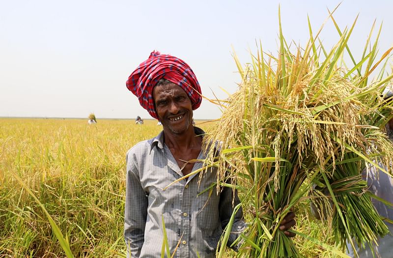 বিলের বোরো ধান কেটে উচ্ছ্বসিত এক কৃষক।