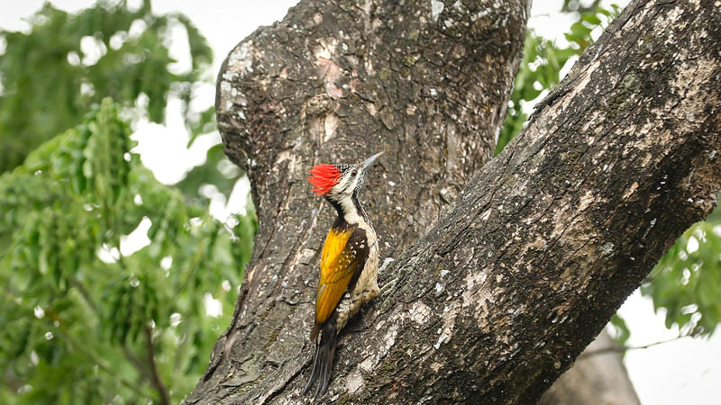 ছবি: সাদ্দাম হোসেন