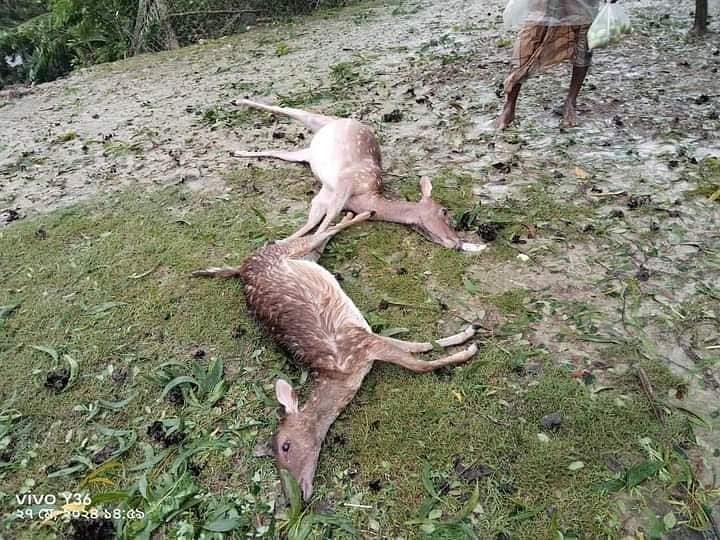 বরগুনার পাথরঘাটা উপজেলার বলেশ্বর নদের তীরে ভেসে আসে সুন্দরবনের মৃত হরিণ। গত সোমবার দুপুরেছবি: সংগৃহীত