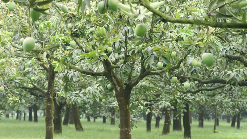 ছবি: মঈনুল ইসলাম