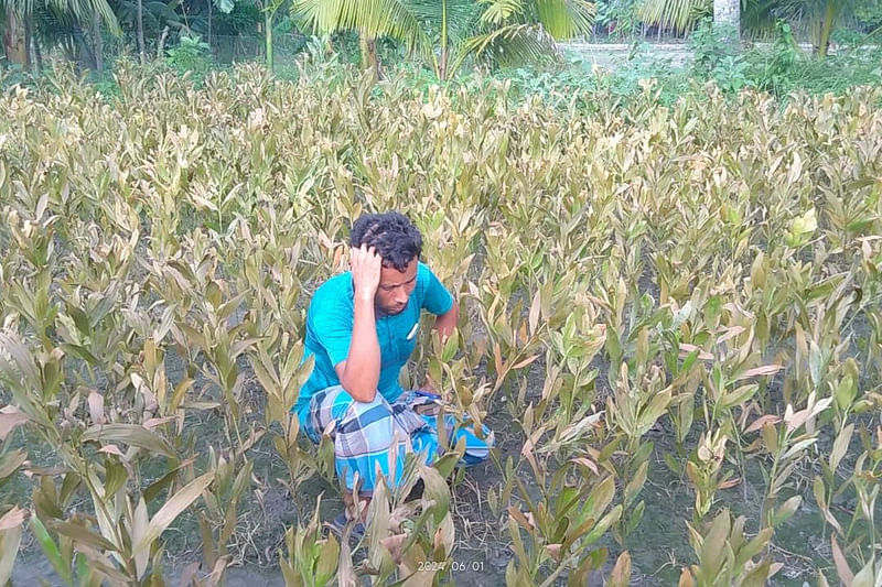নোয়াখালী সদর উপজেলার ধর্মপুর এলাকায় চারাগাছ ধ্বংসের পর হতাশাগ্রস্ত মালিক। গতকাল দুপুরেছবি: প্রথম আলো