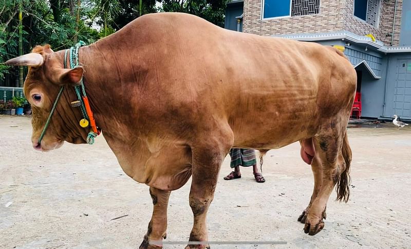 খামারির বাড়ির উঠানে `খান বাহাদুর'ছবি: প্রথম আলো