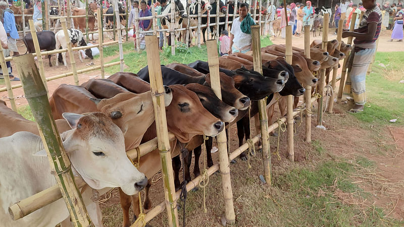 বাছুর কেনার পর একসঙ্গে বেঁধে রেখেছেন ব্যাপারীরা। 