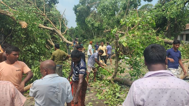 ঝড়ে উপড়ে পড়া গাছ রাস্তা থেকে সরানো হচ্ছে। আজ বুধবার সকালে রাজশাহীর বাঘা উপজেলার চকবাউশা গ্রামেছবি: প্রথম আলো