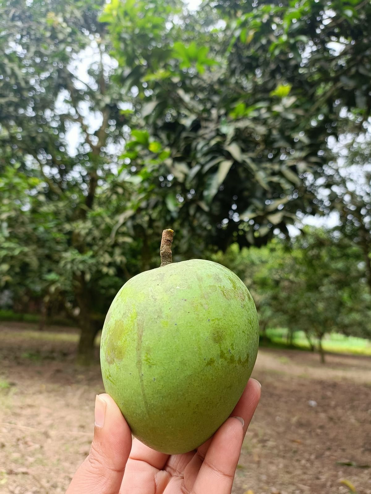 হাঁড়িভাঙা আম পাকলে বোটার কাছে হলুদাভ আভা দেখা যায়