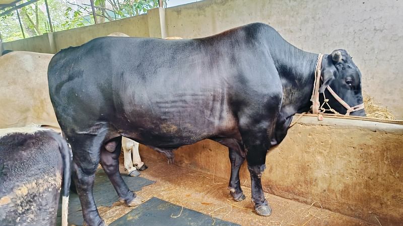 'বড় ভাই' নামের কালো রঙের বড় আকারের গরুটির দাম হাকা হচ্ছে ১০ লাখ টাকা। আজ দুপুরে চট্টগ্রামের সাতকানিয়ার ভোয়ালিয়া পাড়া এলাকায়ছবি -প্রথম আলো