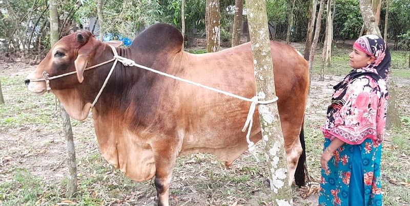 জামালপুরের বকশীগঞ্জের ‘রাজাবাবুর’ দাম হাঁকা হচ্ছে ১২ লাখ টাকা। গতকাল সোমবার সকালে উপজেলার পাখিমারি গ্রামেছবি: প্রথম আলো