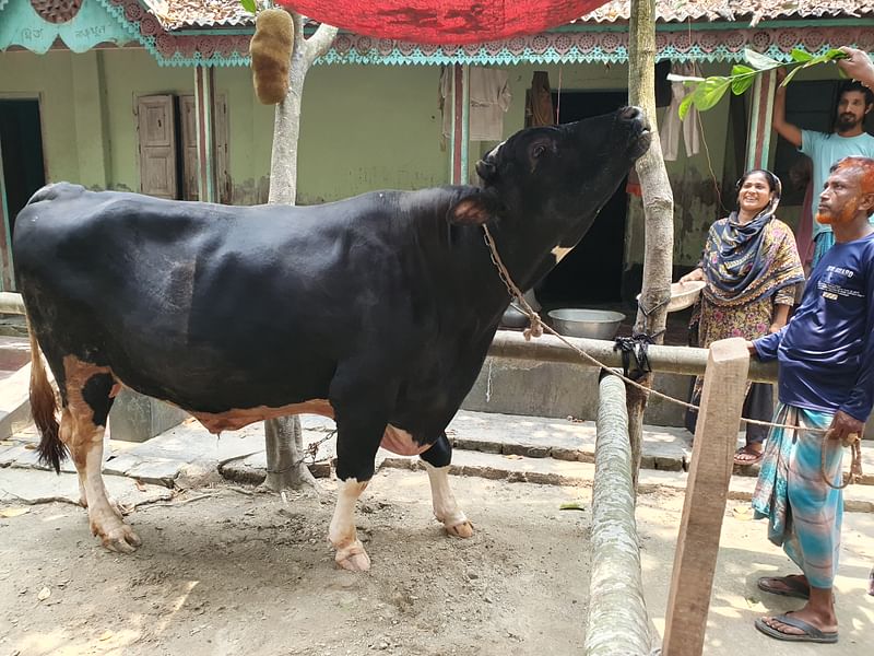 ১০ ফুট দৈর্ঘ্য আর ৫ ফুট উচ্চতার ‘বাদশা’র ওজন ২৫ থেকে ২৬ মণ। এবারের ঈদে এটি বিক্রির উপযোগী হয়েছে বলে জানান খামারি। গতকাল তোলাছবি: প্রথম আলো