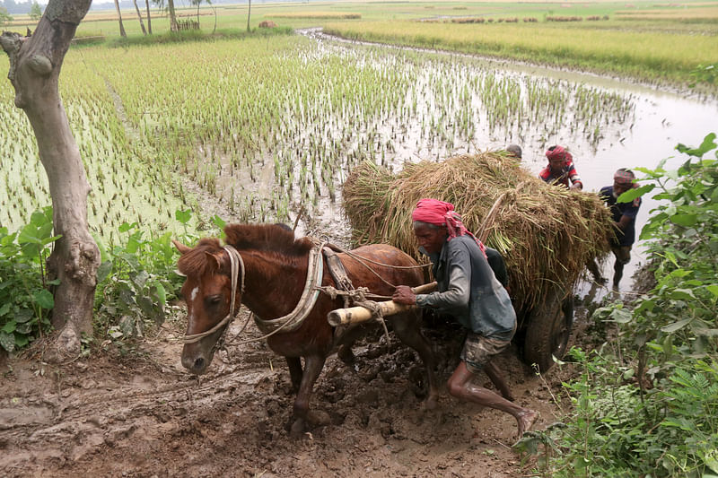 ছবি: হাসান মাহমুদ