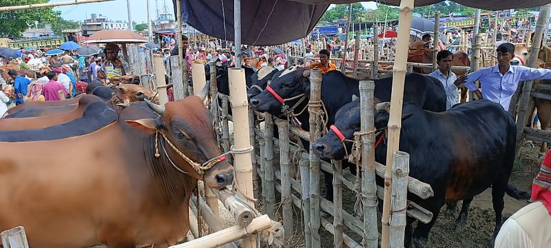 বেড়া ও সাঁথিয়া উপজেলার পশুর হাটগুলোয় তুলনামূলকভাবে গরু কম উঠছে। তবে দাম চাওয়া হচ্ছে বেশি। গত মঙ্গলবার করমজা চতুরহাটে।ছবি: প্রথম আলো