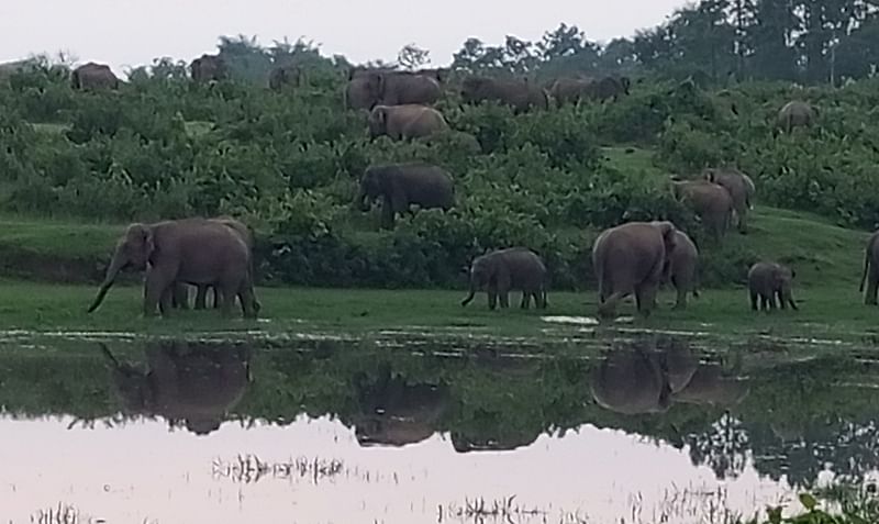 এক সপ্তাহ ধরে ময়মনসিংহের হালুয়াঘাট উপজেলার সীমান্তবর্তী কড়ইতলী এলাকায় অবস্থান করছে হাতির পাল। গতকাল সন্ধ্যায় তোলাছবি: প্রথম আলো