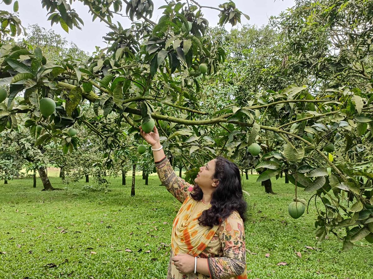  গাছে মুকুল আসার পর থেকে আম পরিপক্ক হওয়া পর্যন্ত সবকিছুর খেয়াল রাখা হয়