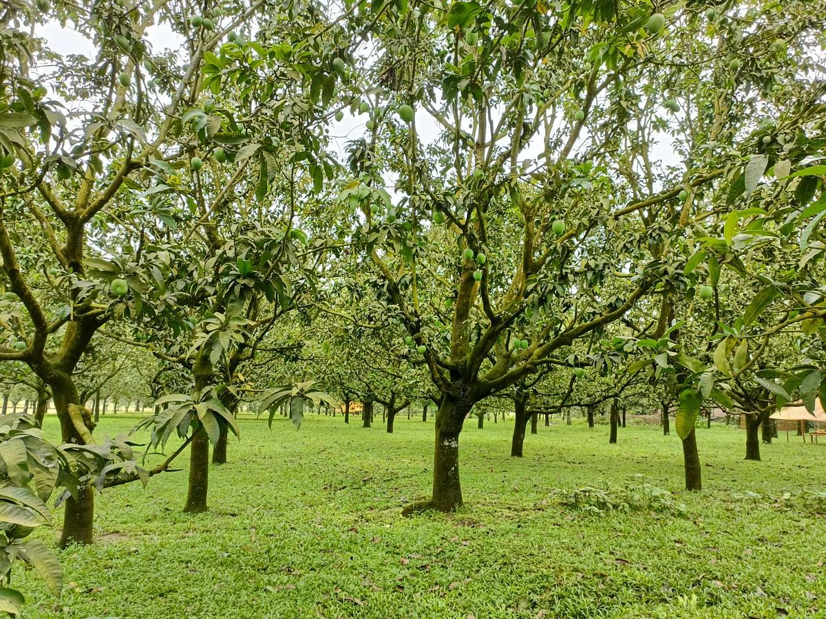  এই আমের আসল স্বাদের জন্য খেতে হয় লাল মাটির হাঁড়িভাঙা আম