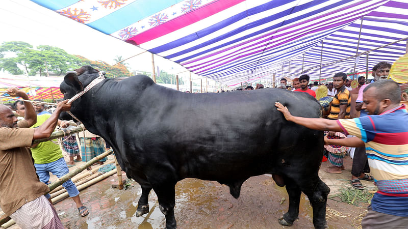 গরুটির নাম ‘বাহাদুর’। ওজন প্রায় ১ হাজার ১০০ কেজি। হাটে এনেছেন বগুড়া সদর উপজেলার রবিউল ইসলাম। দাম হেঁকেছেন ১০ লাখ টাকা।  