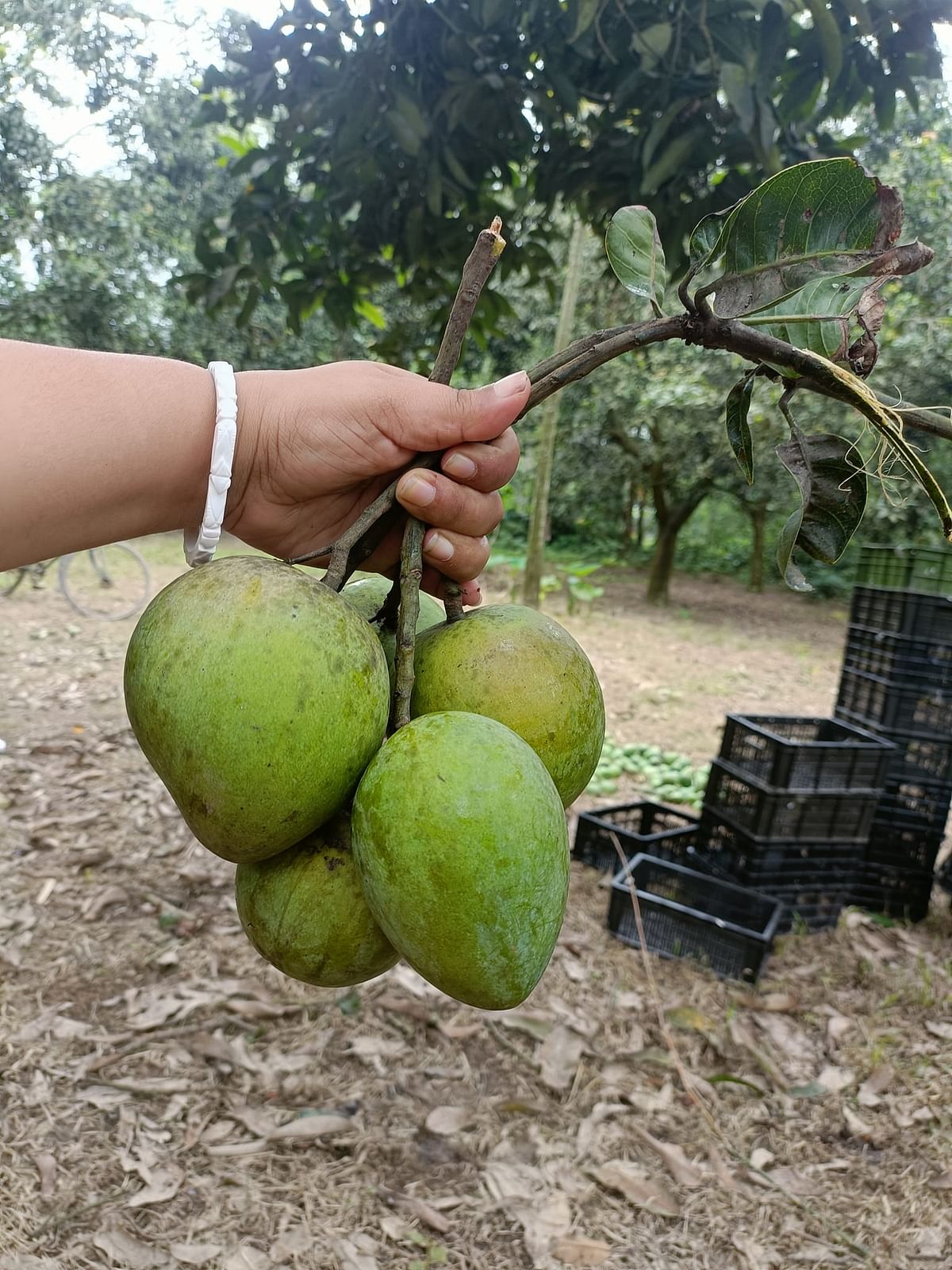 আম পাকা শুরু হলে শক্ত শক্ত থাকতেই খেয়ে নিতে হয় এই আম