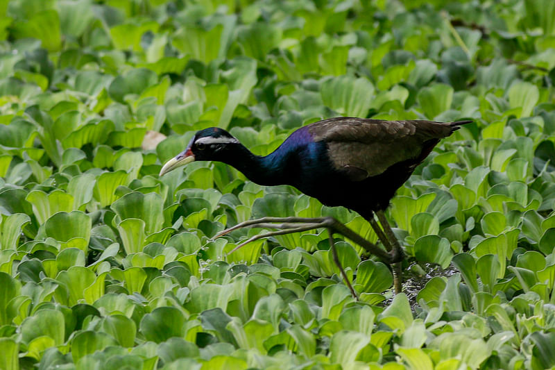 ছবি: সৌরভ দাশ 