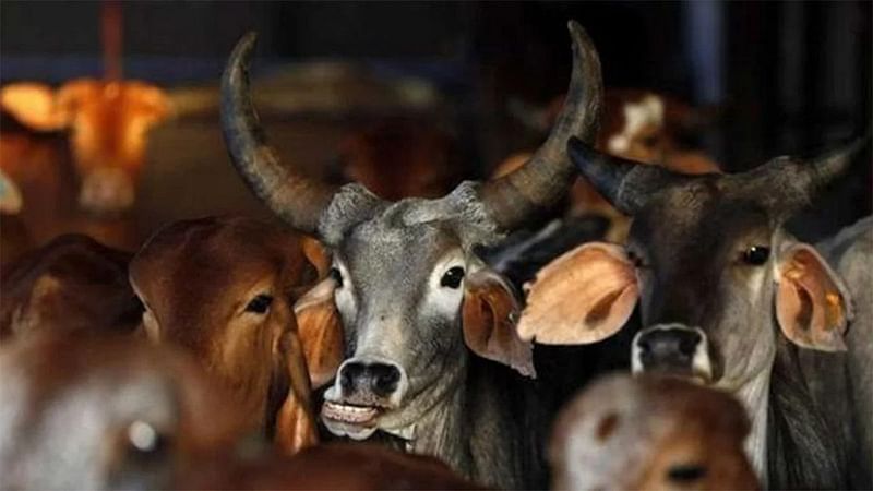 কোরবানির জন্য আনা গরুফাইল ছবি