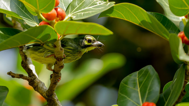 ছবি: সাদ্দাম হোসেন