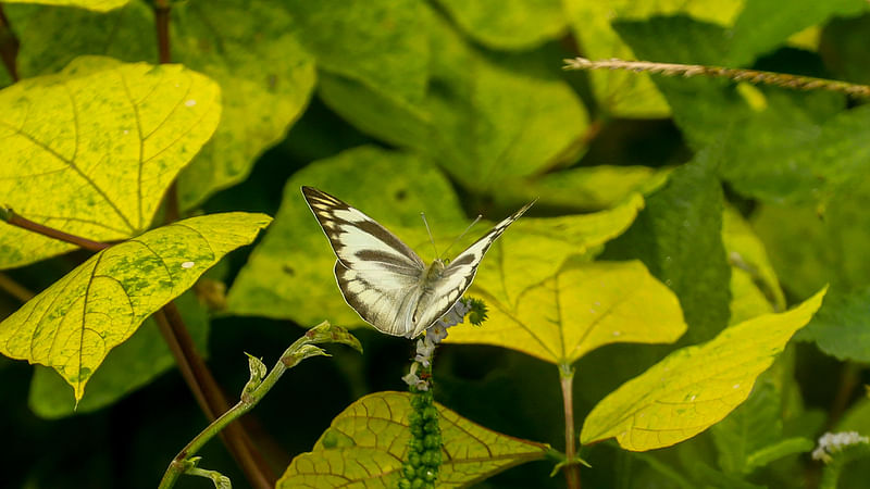 ছবি: সাদ্দাম হোসেন